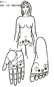 チタン製電磁リフレクソロジーのバイオコレクターのツボと女性の症状