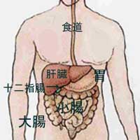 胃、小腸、十二指腸、空腸、回腸、胆のう、すい臓、肝臓、大腸、盲腸、結腸、直腸